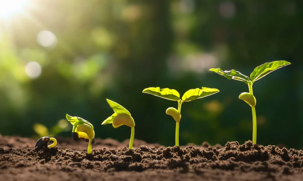 picture of a seedling growing and developing